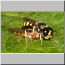 Ectemnius cavifrons oder ruficornis - Grabwespe w03a 12mm beim Nesteintrag - Hainschwebfliege.jpg